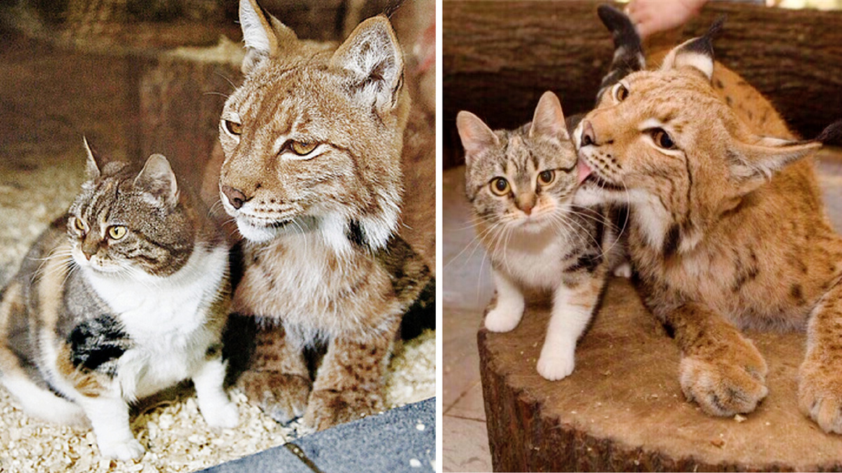 В Санкт-Петербургском зоопарке около 13 лет в одном вольере жили кошка и рысь. Несмотря на разницу в размерах и "хищности" они жили душа в душу до самой смерти. 