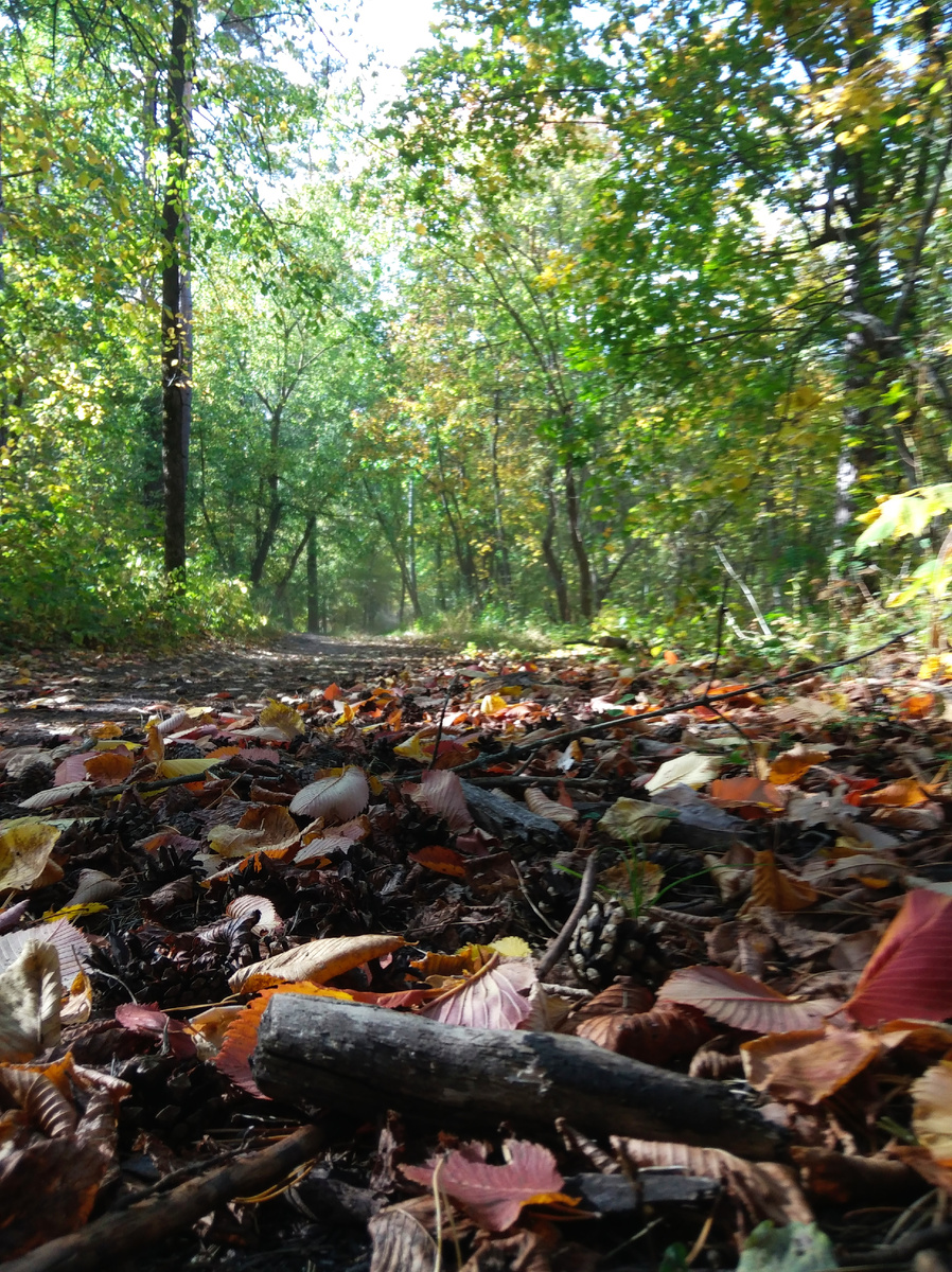 В сентябрьском лесу