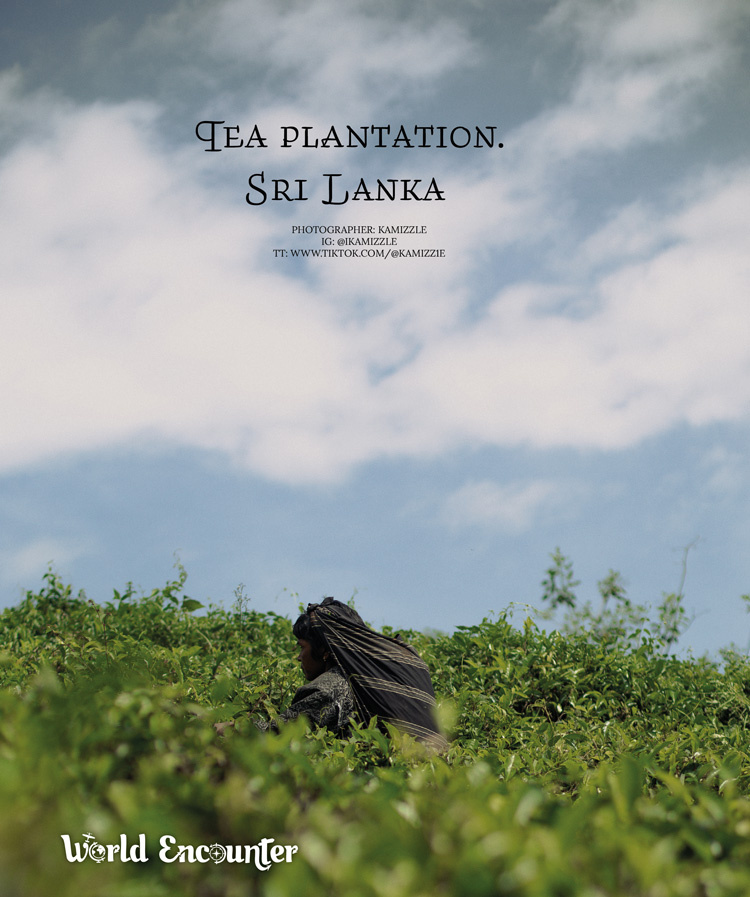 Эту серию снимков на плантации в Шри-Ланке, возле города Элла, я сделала из уважения к тяжелому труду сборщиц. Благодаря им мы пьем вкусный цейлонский чай. Фото: Камала Исаева
