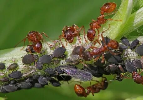 Муравьи и тля