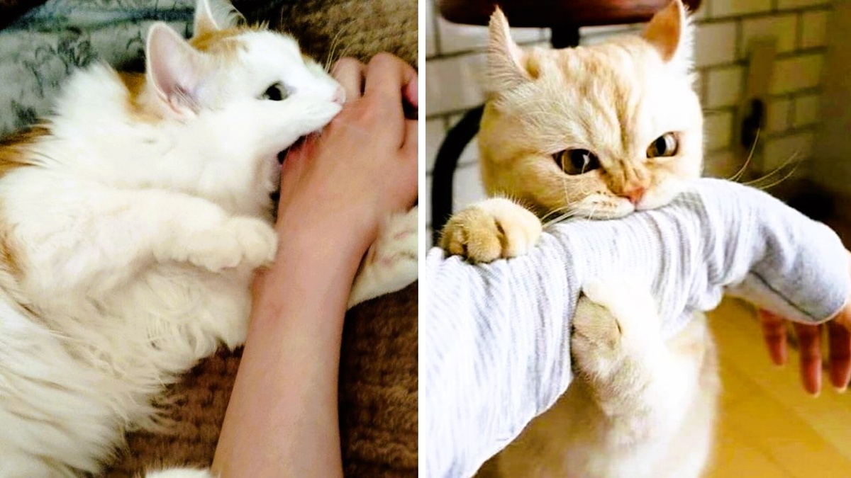 Не хотите быть укушенными, но не знаете как - читайте статью! ЕЩЕ ФОТО -->