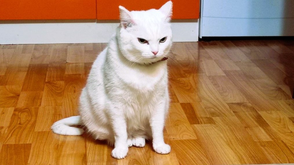 Наша Сонечка обладает очень говорящим лицом! К сожалению, такое не у всех кошек 