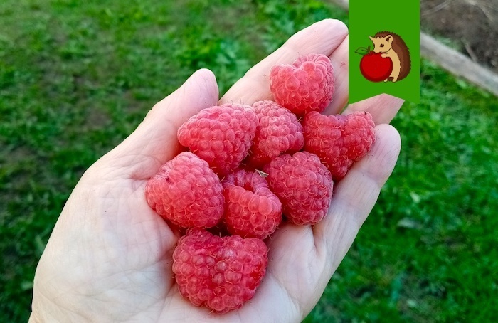 Малина в следующем году скажет «спасибо»: 3 процедуры в сентябре для богатого урожая в следующем сезоне