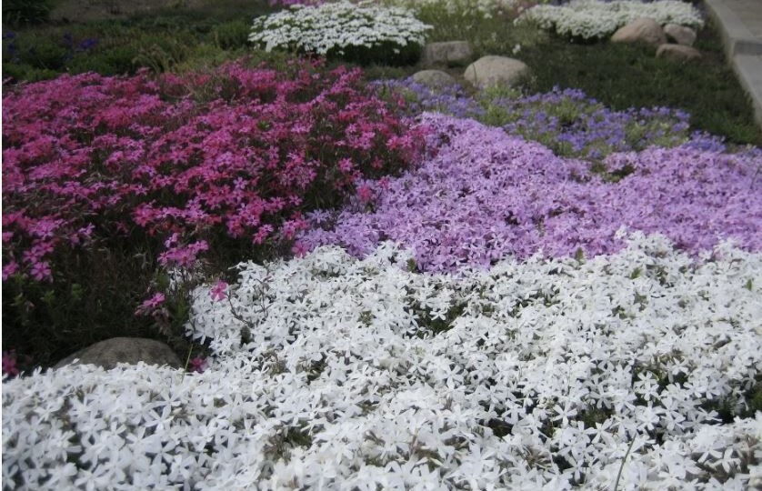 Почвопокровные растения: лучшие идеи для сада