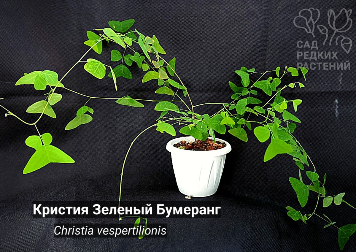  кристия Зеленый бумеранг Christia vespertilionis