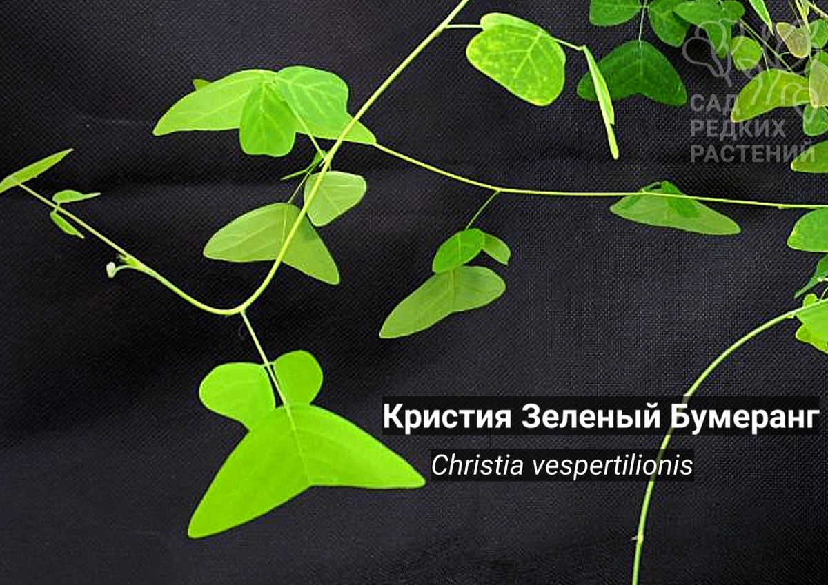  кристия Зеленый бумеранг Christia vespertilionis