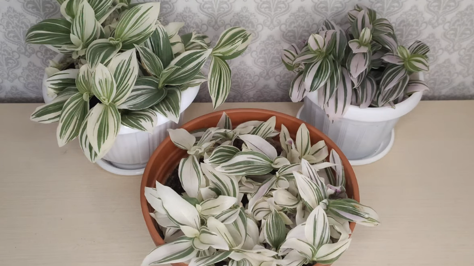 Обычная традесканция исчезла из продажи, остались только дорогие гибриды