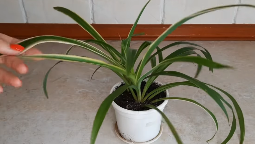 Хлорофитум обычный