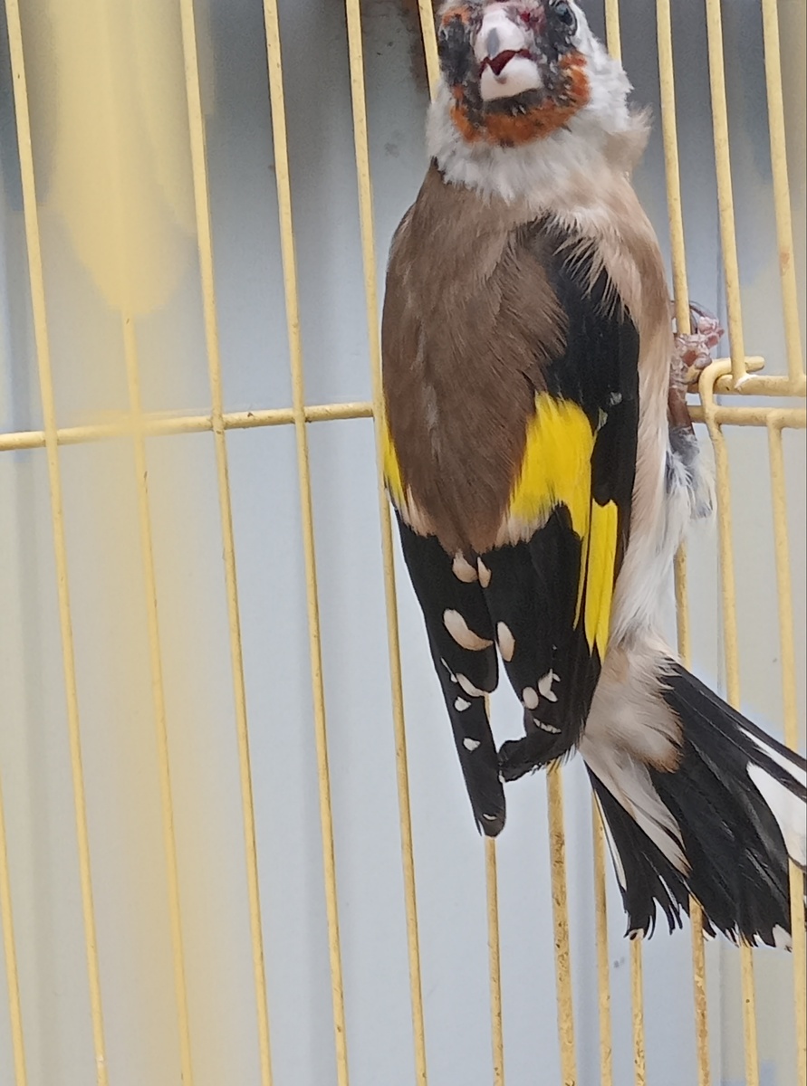 Яся. Годовасик, как утверждает продавец.