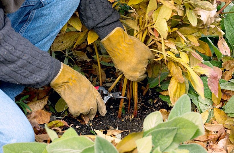 Как подготовить пионы к зиме, чтобы они пышно цвели весной: пошаговая технология