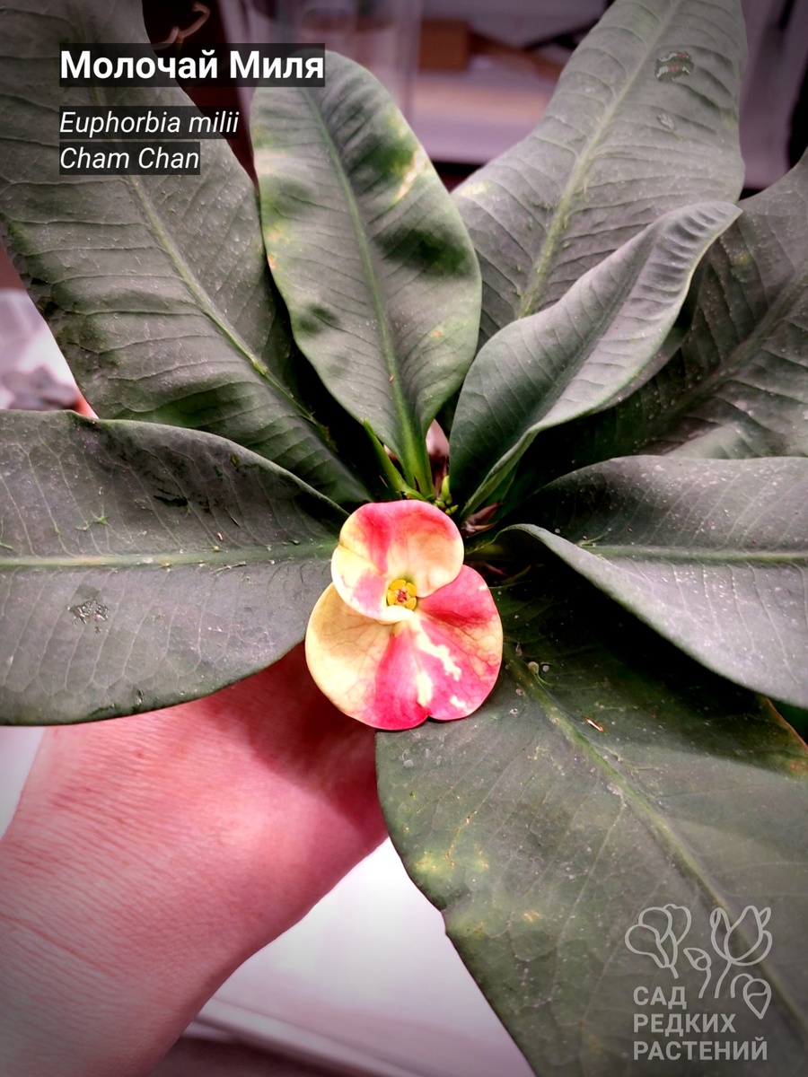 Молочай Миля
Euphorbia milii
Cham Chan 