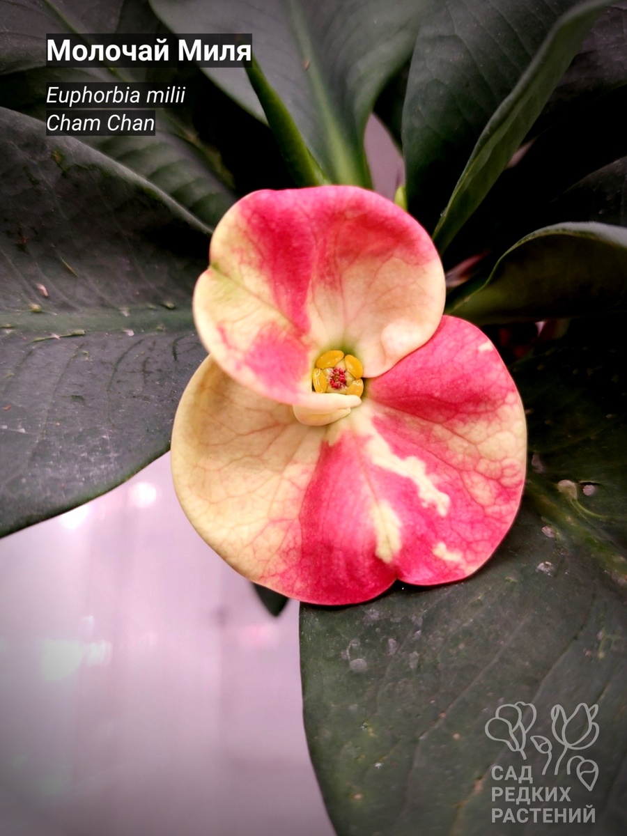 Молочай Миля
Euphorbia milii
Cham Chan 