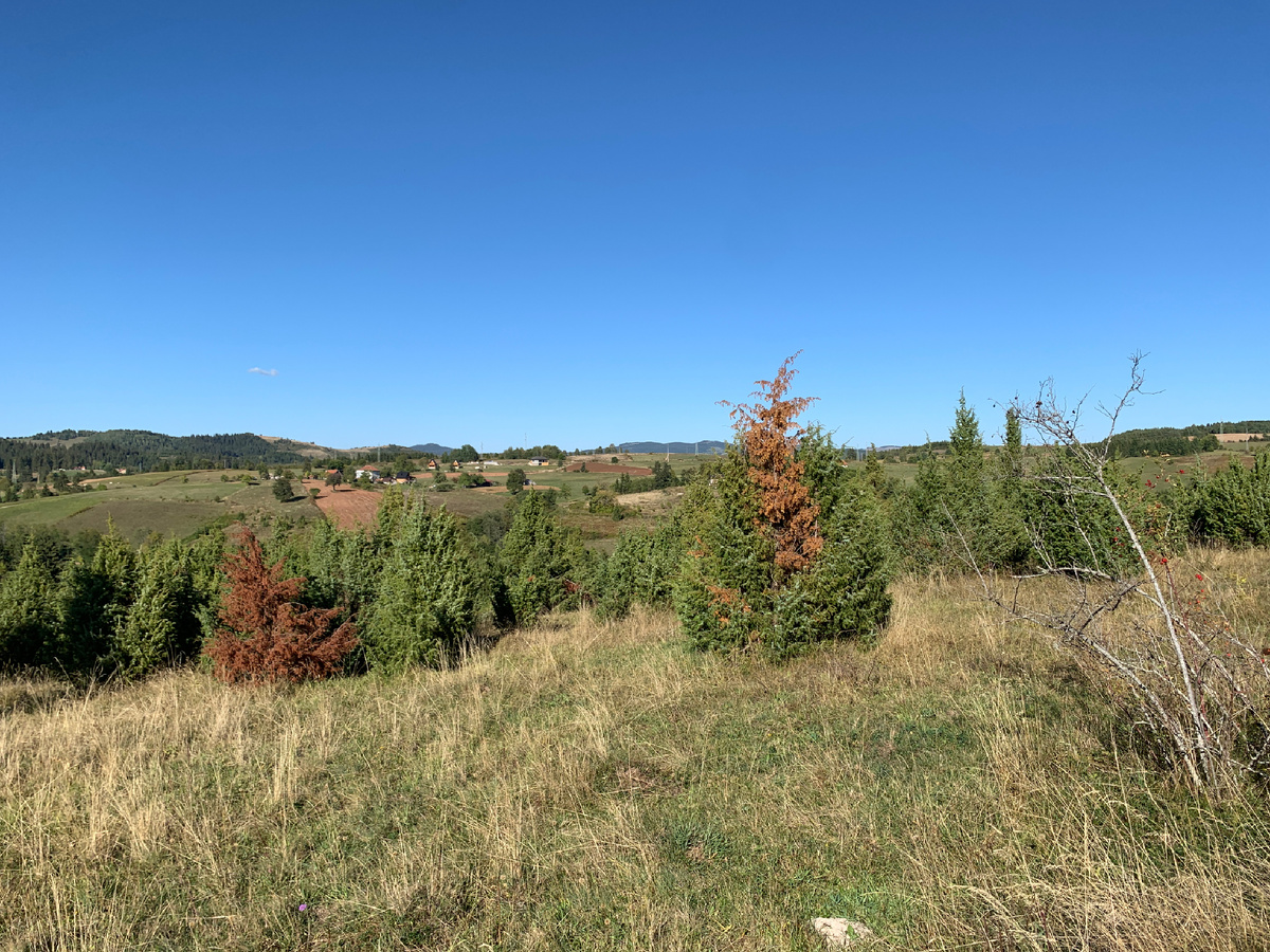 В Сербии еще практически лето, фото сделано 21 сентября 2025. Село Акмачичи, Западная Сербия
