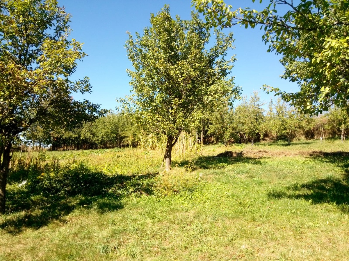 Разве это похоже на осень?? 21 сентября 2025, Западная Сербия, фото автора