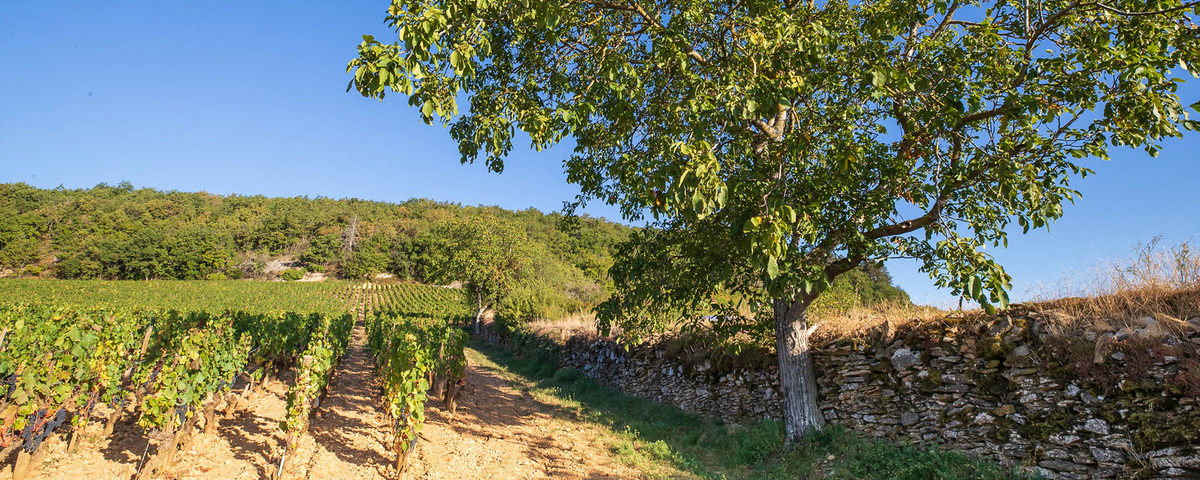 Виноградники Domaine Bruno Clair. Côte d'Or, Бургундия, Франция
