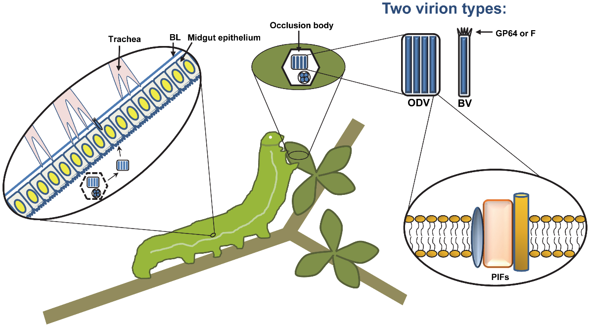 Бакуловирус. Механизм действия.