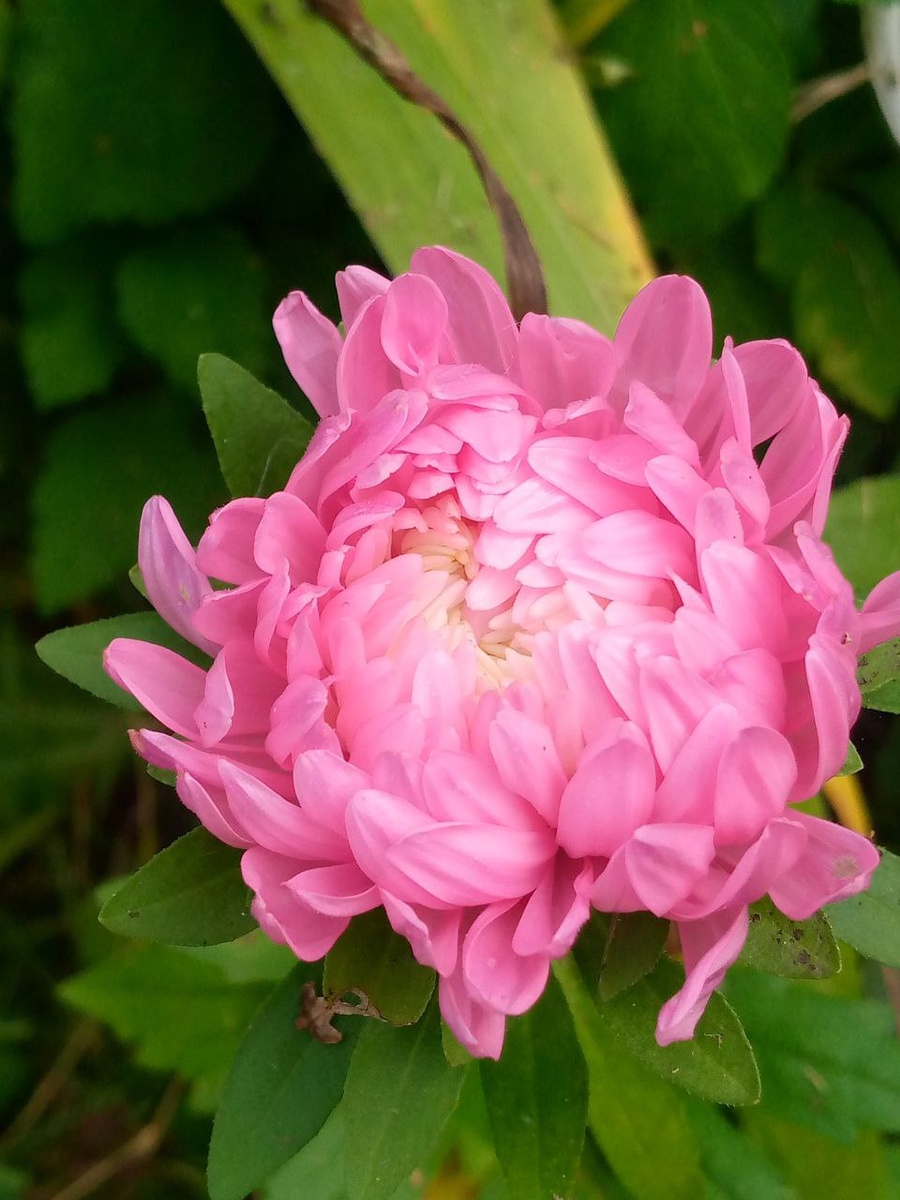 Распустилась одна единственная