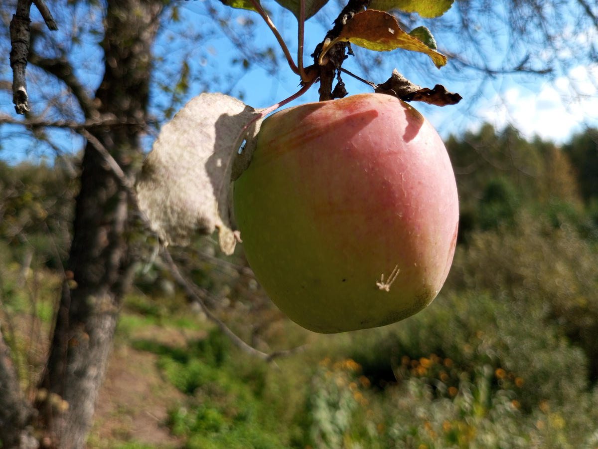 Наливное яблочко на высохшей яблоне. Фото автора.