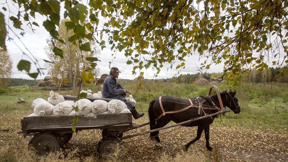    Спрос на комбикорм падает на фоне закрытия фермерских хозяйств Автор фото: ТАСС