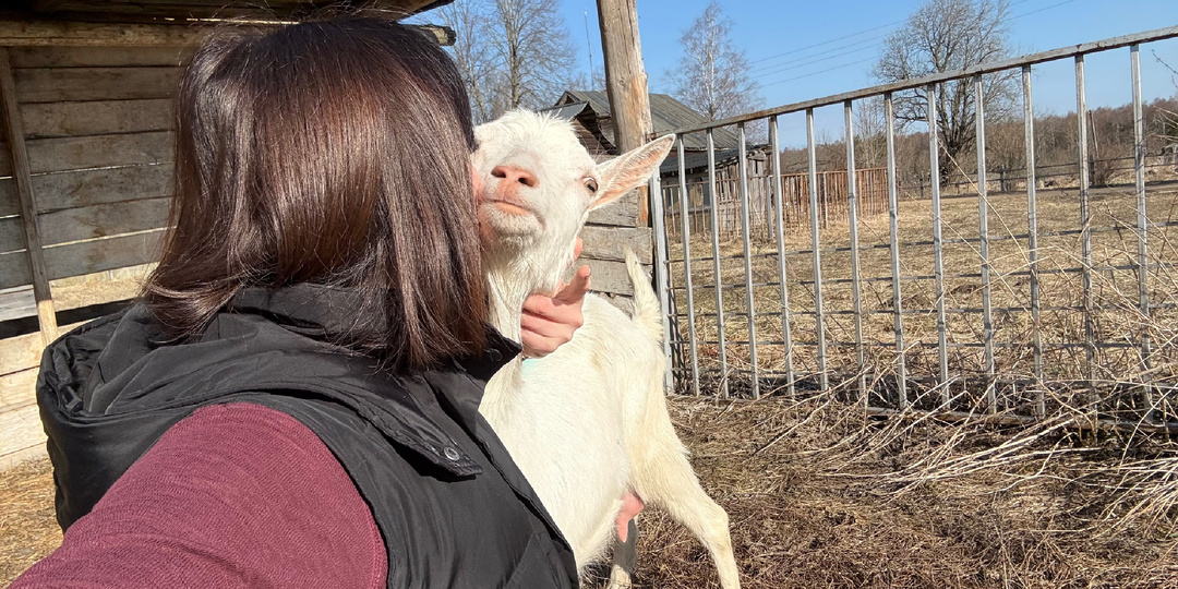 Как доить козу без слез и борьбы: метод, который работает со строптивыми животными