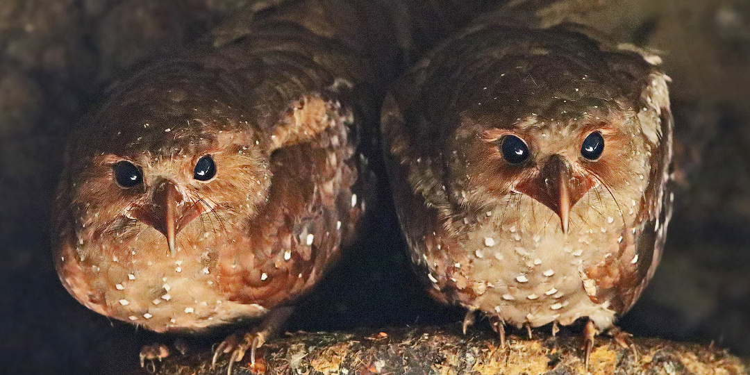 Жиряк: птица, что выбрала тьму