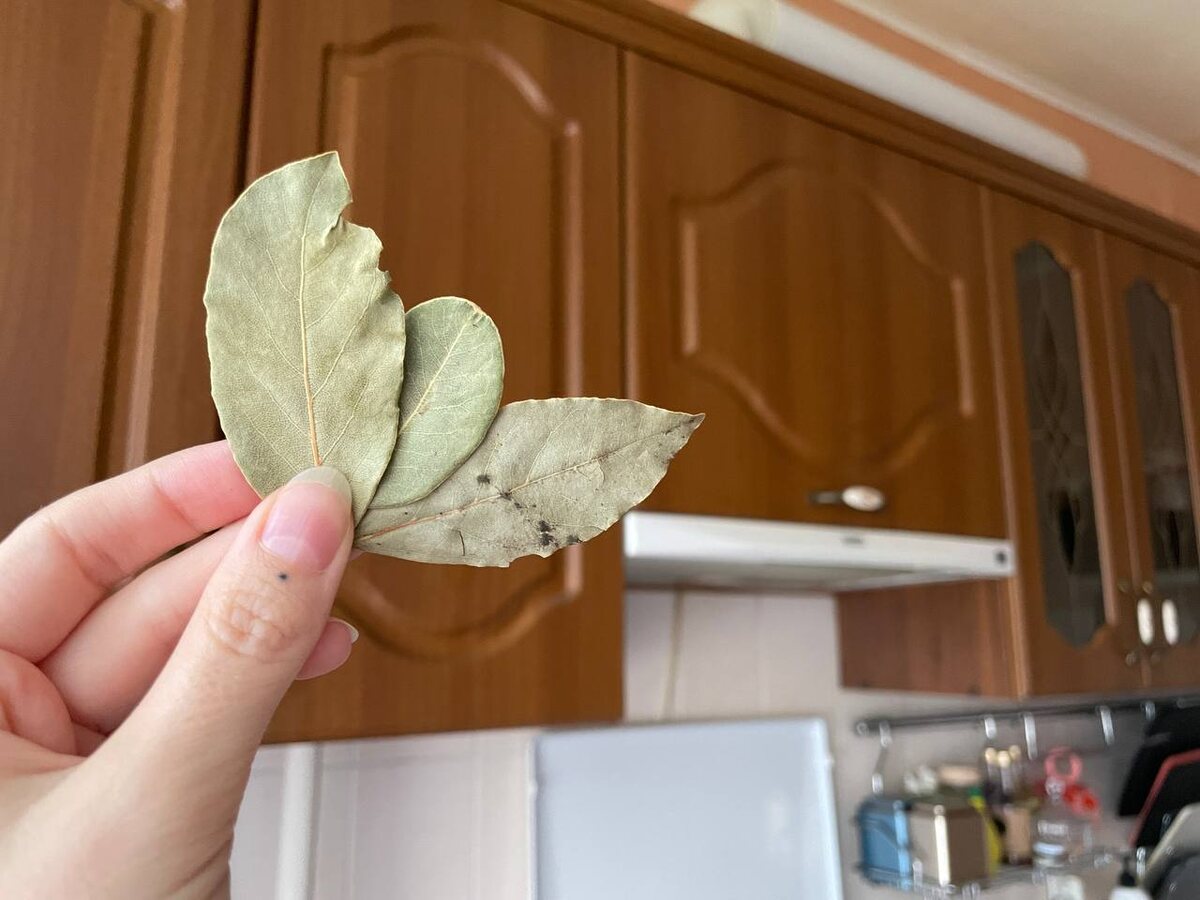    Закопала лавровый лист в огороде — 3 листа на 10 метров: делаю так каждую осень — 100% работает