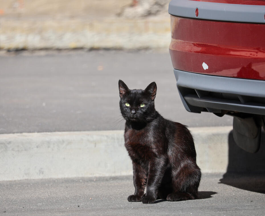 Фото заимствовано - https://www.livekuban.ru/?q=files/imagecache/normal/paper/1449798468.jpg&page=12