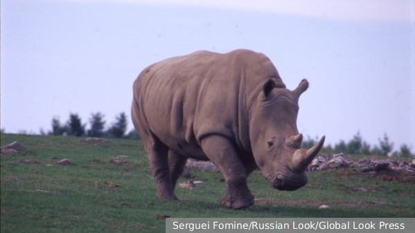     Фото: Serguei Fomine/Russian Look/Global Look Press    
 Текст: Ирма Каплан