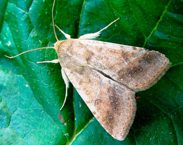 Хлопковая совка на листе