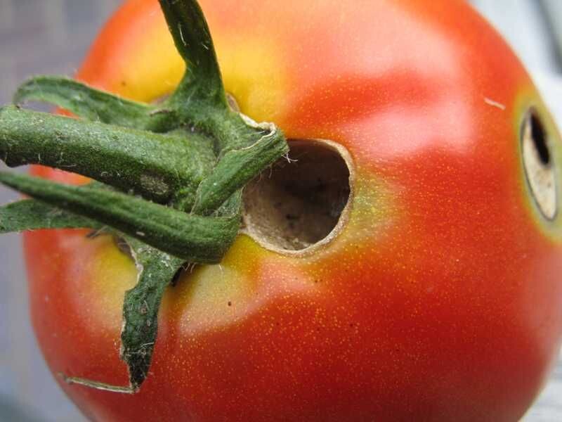 По такому виду плодов можно определить, что у вас хулиганит совка