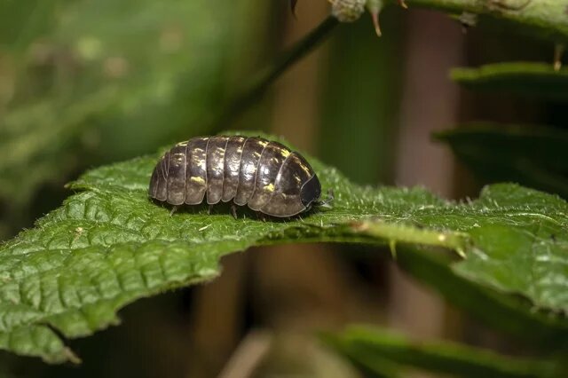    Что делать, если в теплице появилась мокрица?