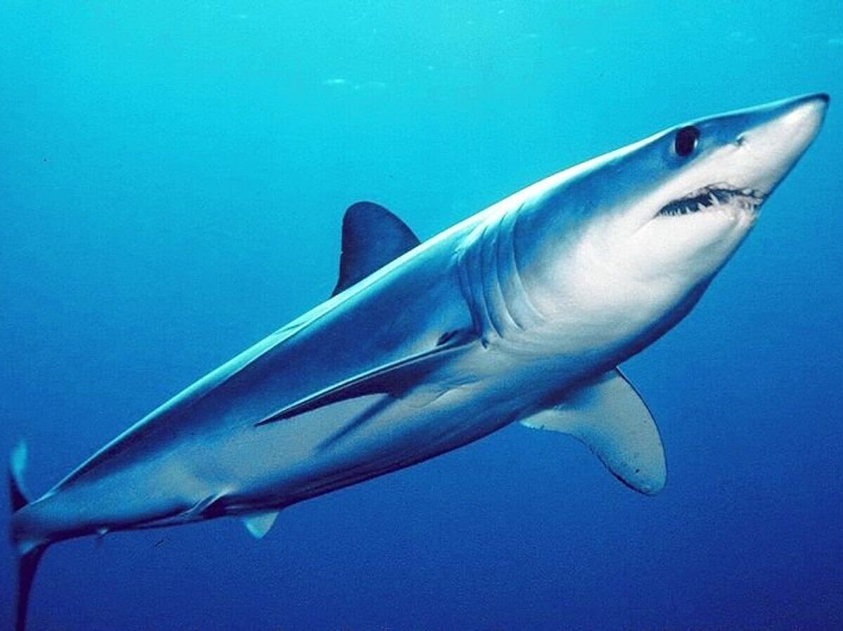    Мако (акула)© Фото : Mark Conlin, SWFSC Large Pelagics Program