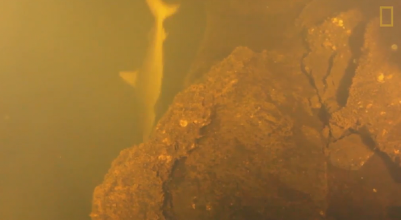 Акулы в вулкане, вулкан Кавачи в Тихом океане. Источник фото: https://tengrinews.kz/tag/science/page/119/ 