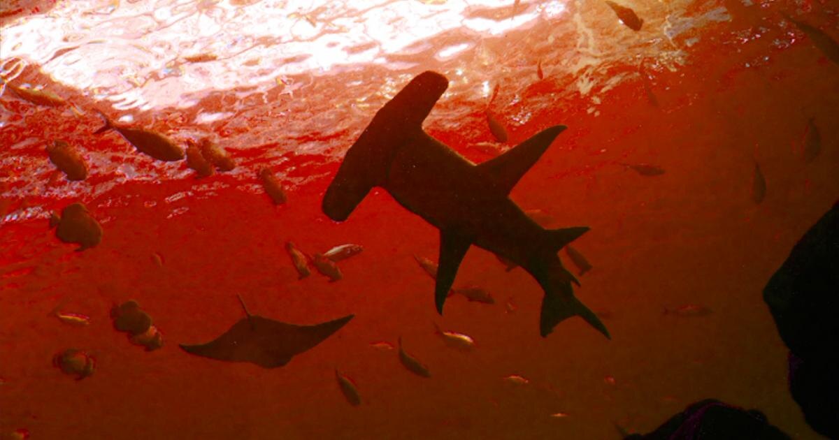 Акулы обитают в вулкане. Вкулы в вулкане. Кавачи, Тихий океан. Источник фото: https://qazaqstan.tv/index.php/news/100631/