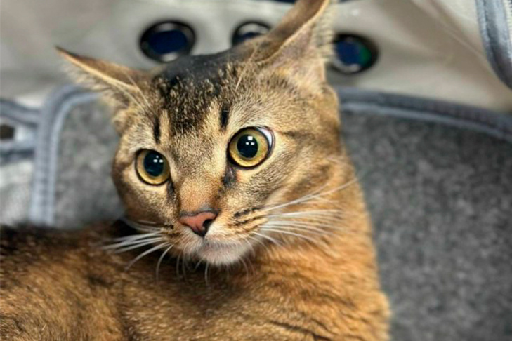    Патология как у кота Твикса крайне редко встречается у кошек. Фото ИнТерра