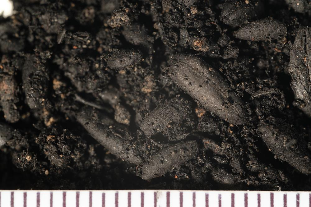 Вот так выглядело найденное зерно, которое было законсервировано на века.