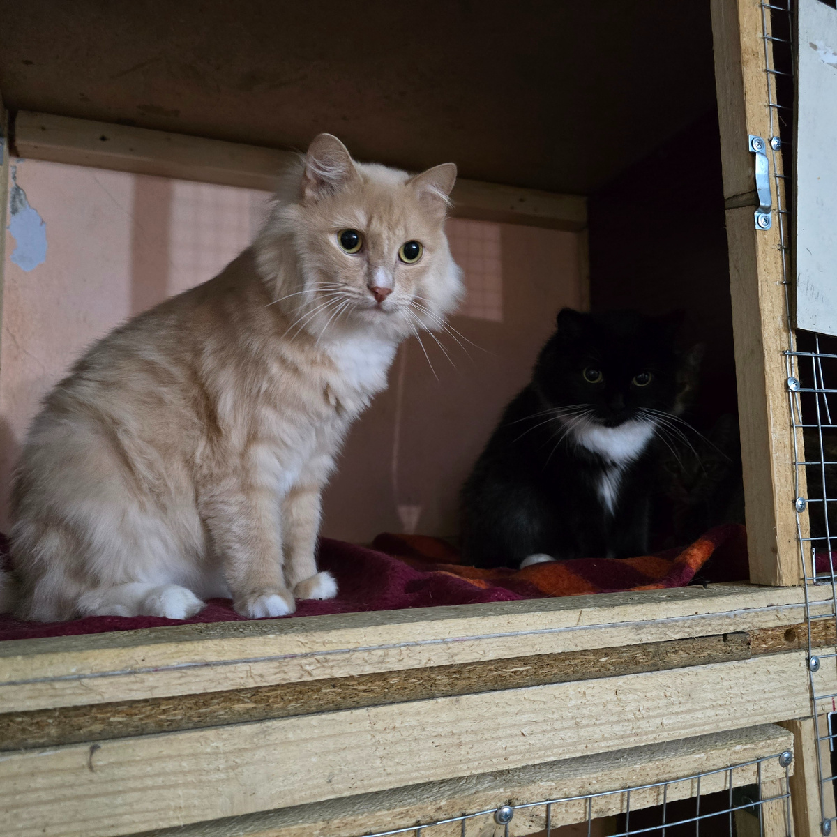 Два заговорщика готовят коварный план на полке