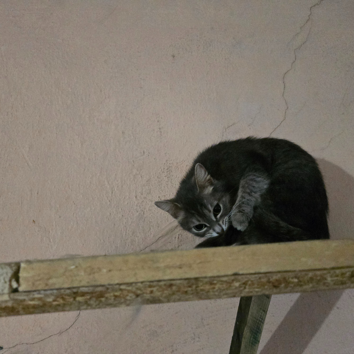 Притаившийся кот замышляет очередную проказу