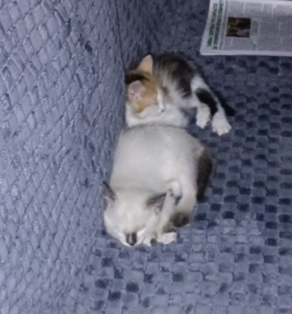 вот такими их принесли 