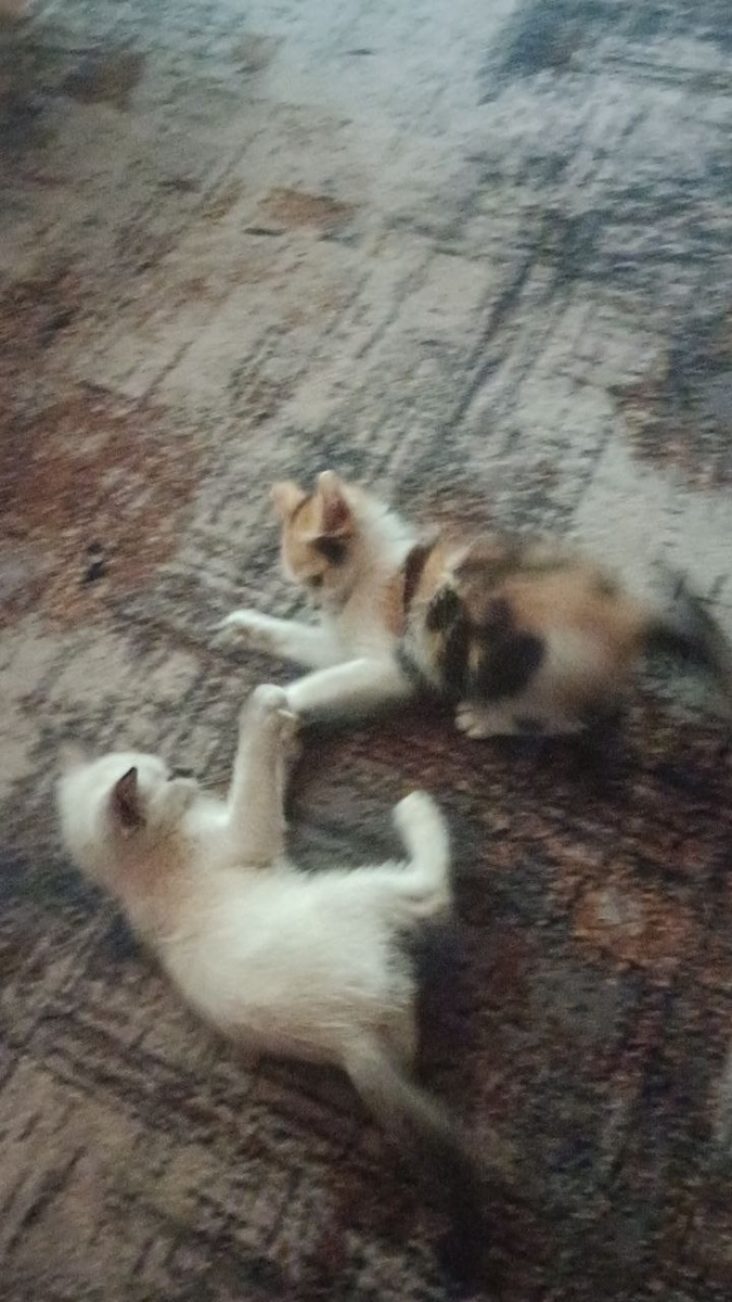 котяточные игры