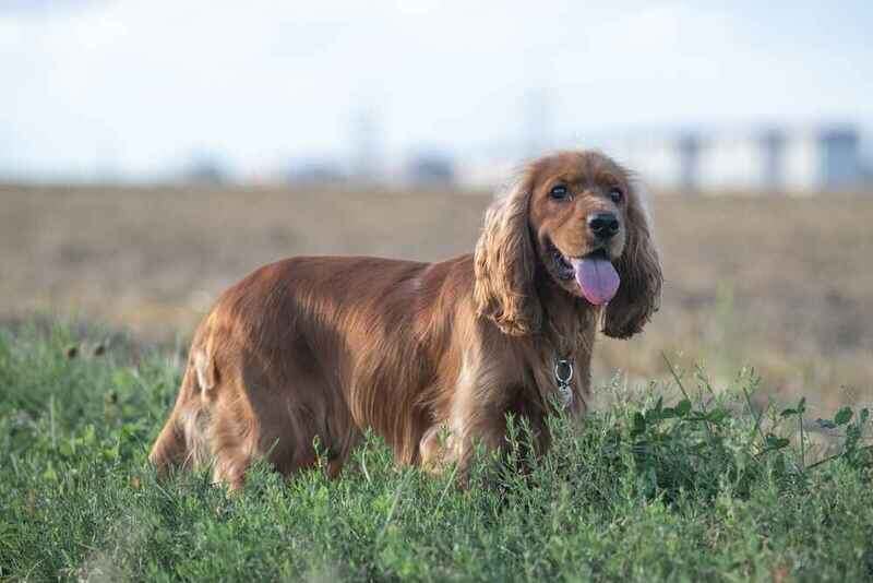 Английский кокер-спаниель – воплощение радости, преданности и элегантности. Эти собаки завоевали миллионы сердец, став верными друзьями.