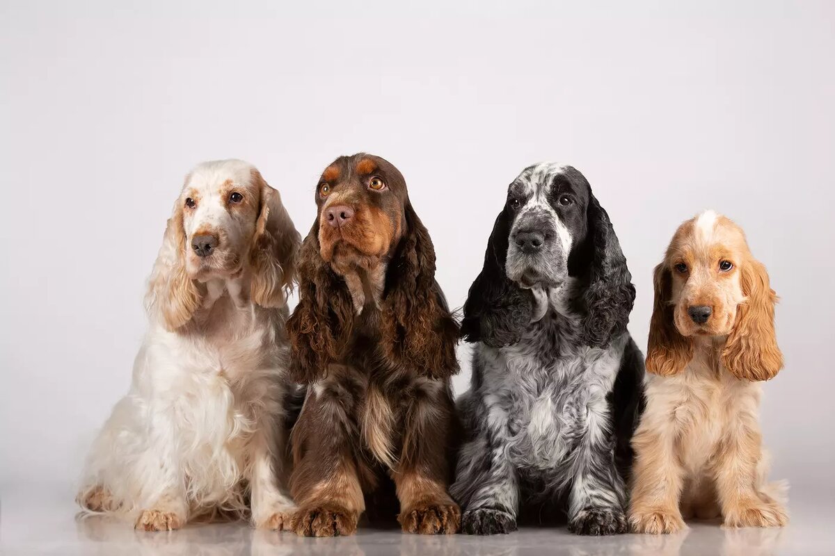  Английские кокер-спаниели удивляют богатством своих окрасов.
