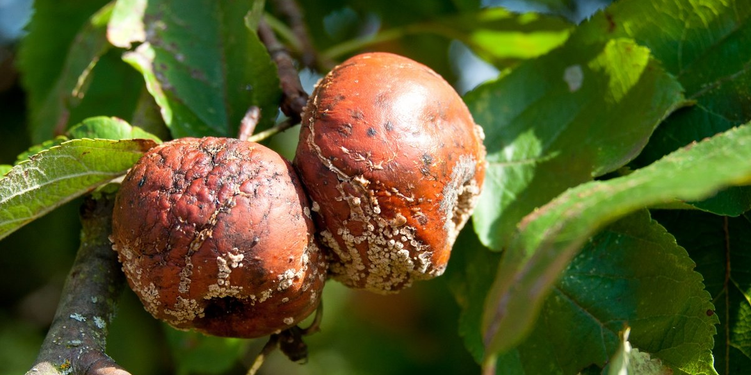 Обработка сада от монилиоза в сентябре и октябре: эффективные методы и профилактика