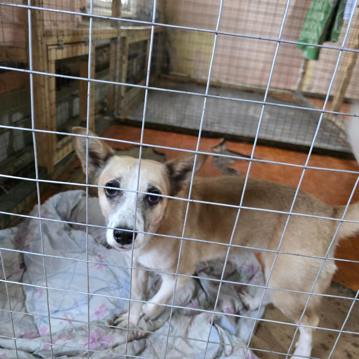 Тоскливый взгляд сквозь решетку, ожидание длиною в вечность