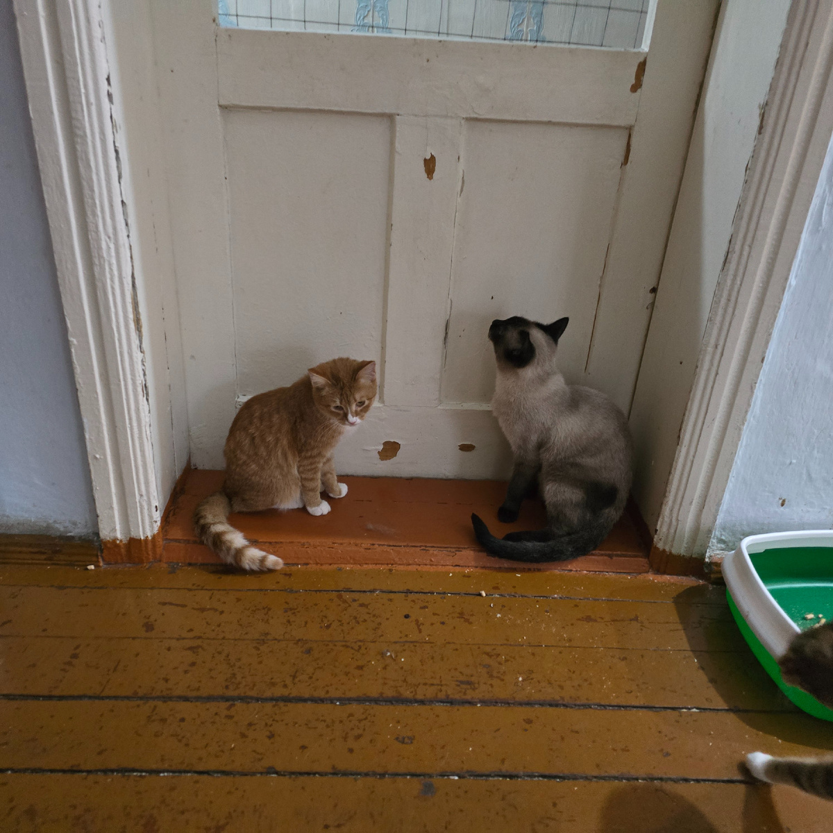 Два кота у двери - безмолвный диалог одиночества