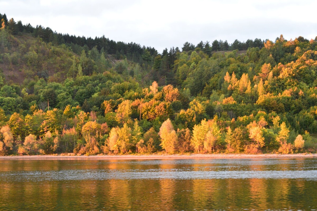 Это не лес жёлтый, так утреннее солнышко позолотило деревья, фото авторов