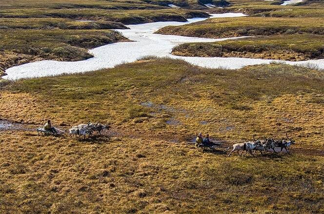    ДОНАТ СОРОКИН/ТАСС: К концу столетия климат полярной тундры почти полностью может быть вытеснен с материка, его доля составит всего около 1% территории Якутии