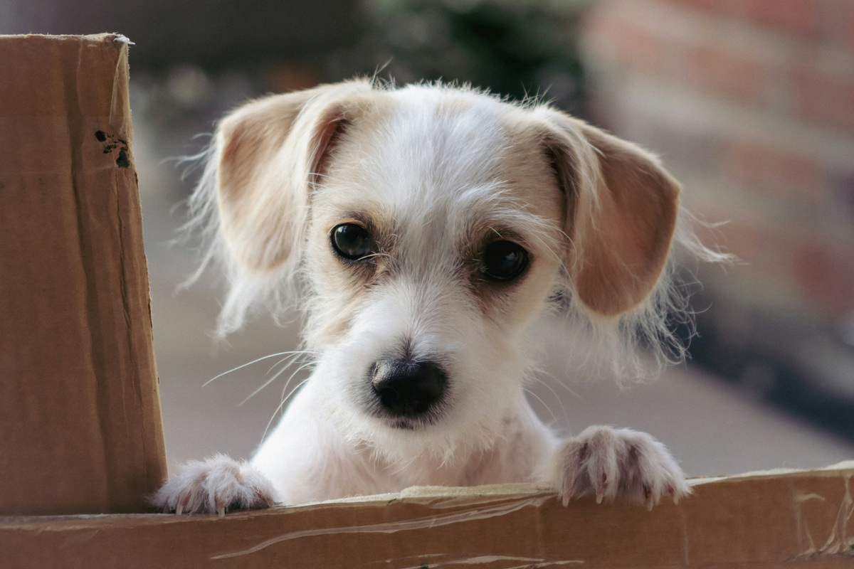 Ну разве это не мило? По-моему, чертовски мило. Фото Sam Williams/Unsplash