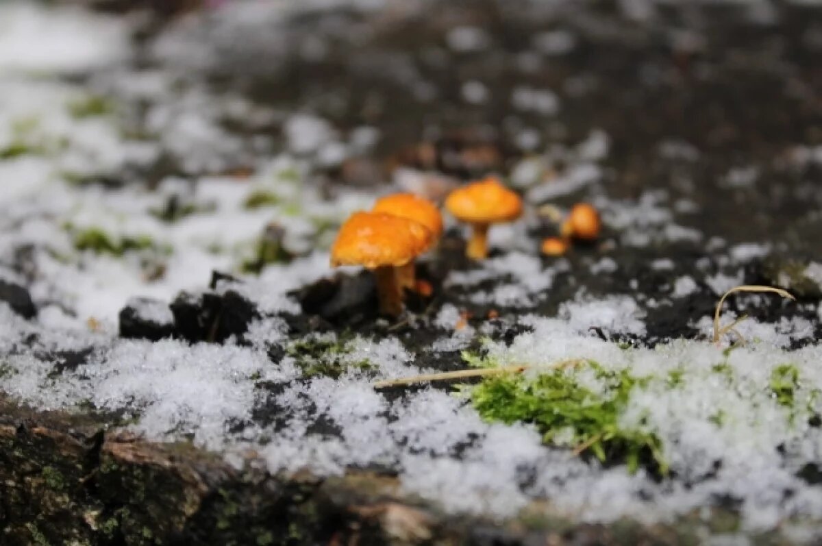    Первый снег ожидается в Свердловской области в конце недели