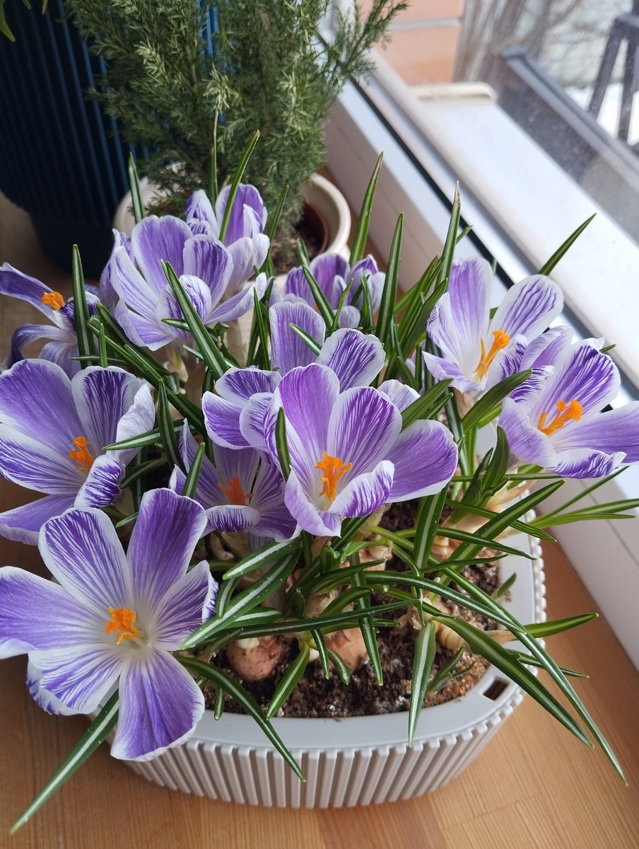 Фото: avnikka. Крокусы Pickwick